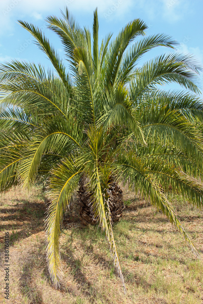 Fototapeta premium palm tree puglia italy