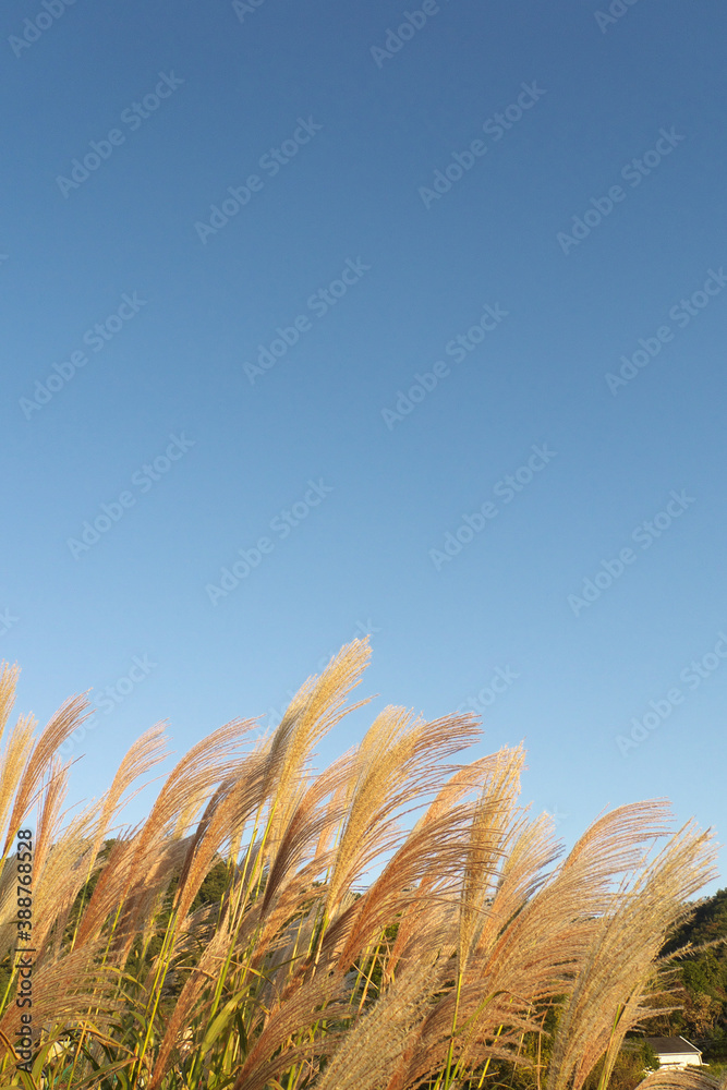 Obraz premium 黄金色に輝く夕映えの日本の秋のススキと青空