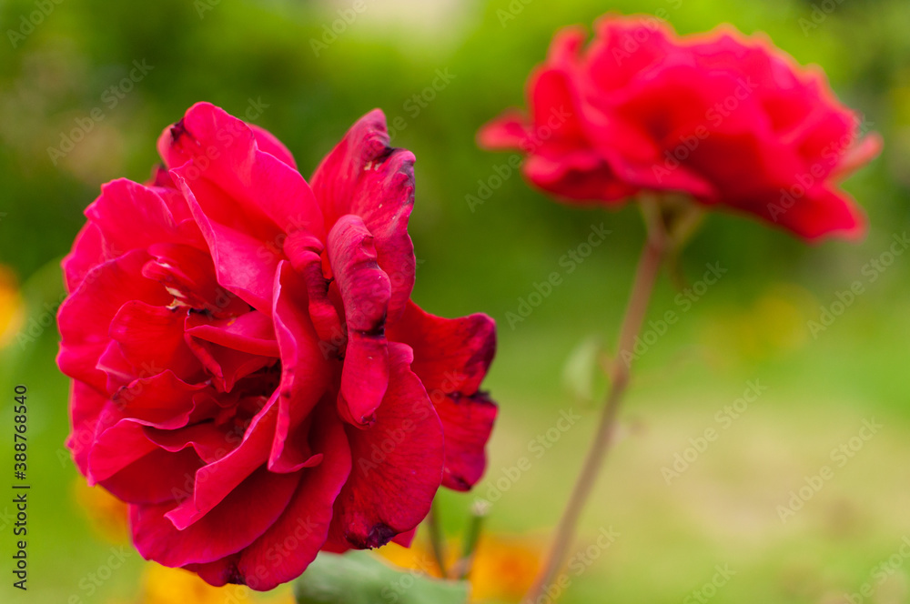 Red blooming Climbing Rose flowers on the green blurred background. Rose.
