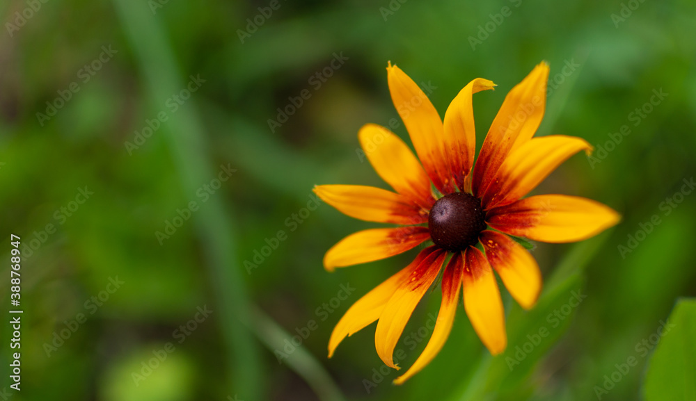Yellow-orange blooming Coneflower on blurred green background. Rudbeckia. Yellow-orange blooming Coneflower on blurred green background. Rudbeckia.