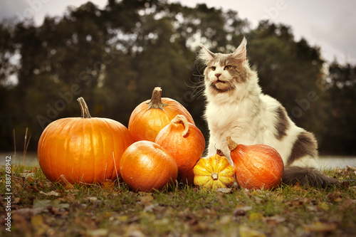 Maine coon cat female posing outdoor in autumn time with pumpkins