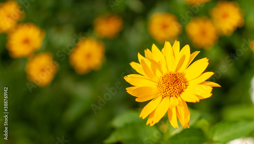 Yellow blooming Coneflower on blurred summer meadow background. Rudbeckia.