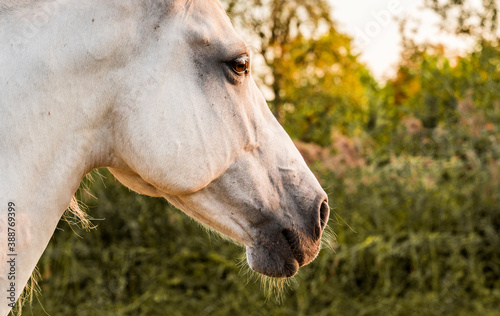 Beautiful white Andalusian horse  © PIC by Femke