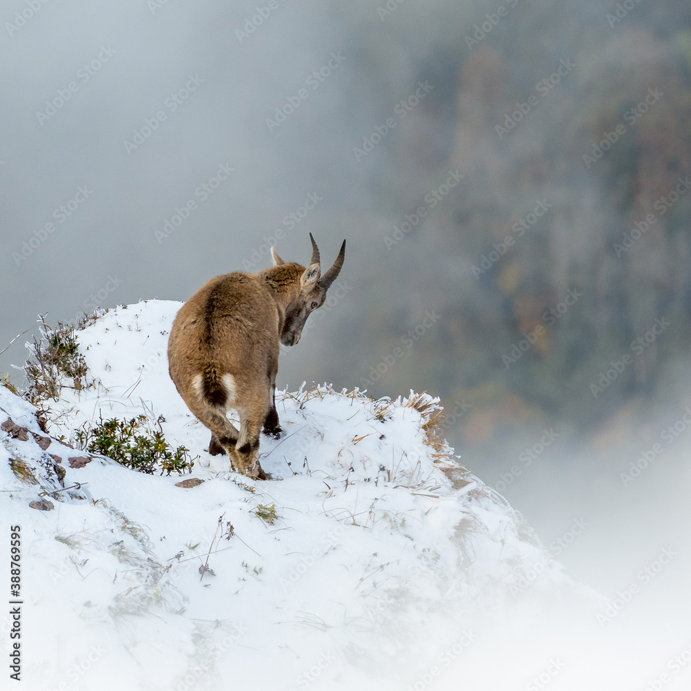 Naklejka premium young ibex at a steep ridge in snow in Chablais Valaisan