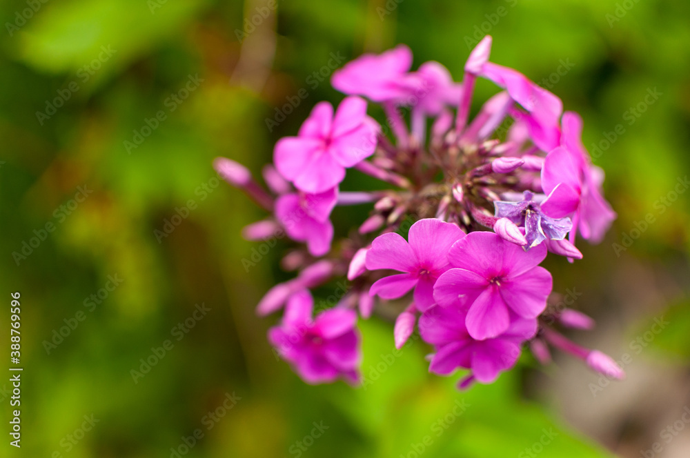 Pink blooming Garden Phlox flower on blured floral backgrund. Phlox paniculata.