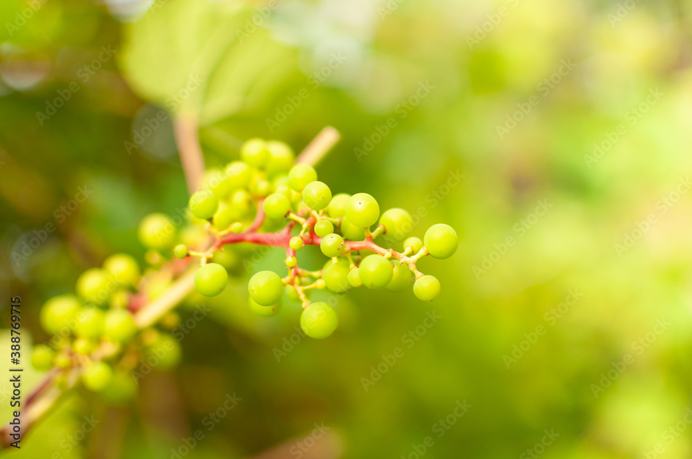 Fresh Grape Vine fruits against blurred greenery background with space for text. Vitis vinifera. Fresh Grape Vine fruits against blurred greenery background with space for text. Vitis vinifera.
