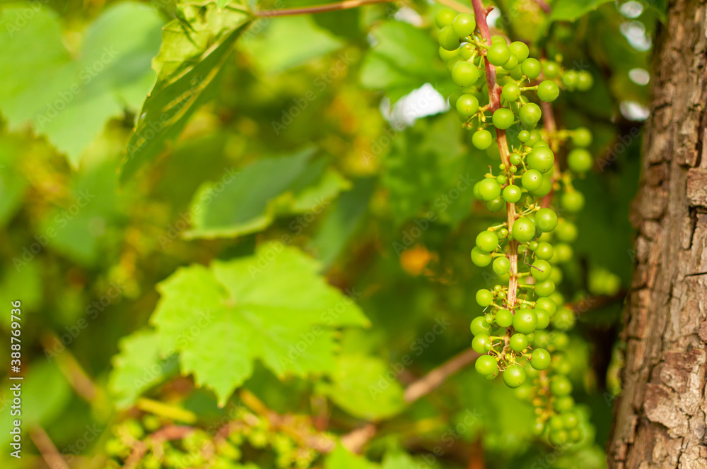 Fresh Grape Vine fruits on summer leafy background. Vitis vinifera.