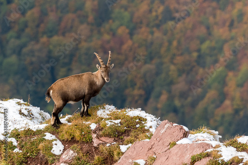 beautiful male ibex overlooking autumn forest in Chablais Valaisan