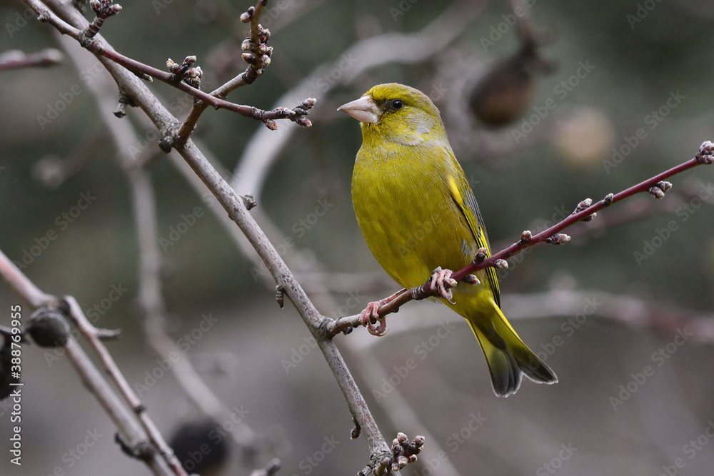 European Greenfinch (Chloris chloris) in Sierra Morena (Spain) European Greenfinch (Chloris chloris) in Sierra Morena (Spain)