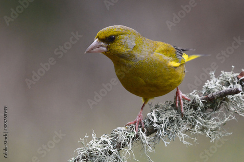 European Greenfinch (Chloris chloris) in Sierra Morena (Spain)