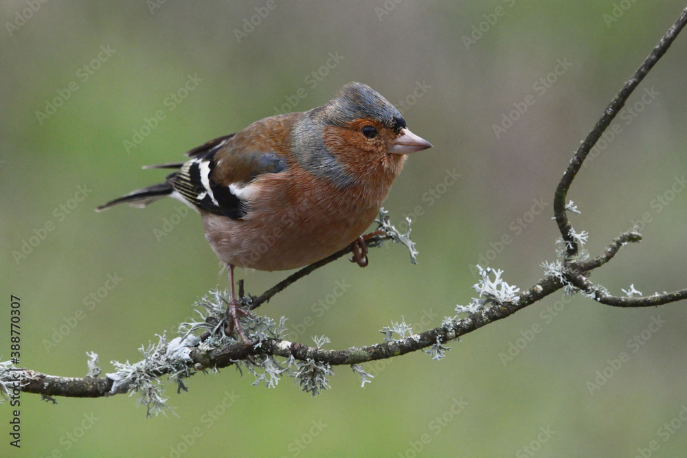 Fototapeta premium Male Common Chaffinch (Fringilla coelebs) in Sierra Morena (Spain)