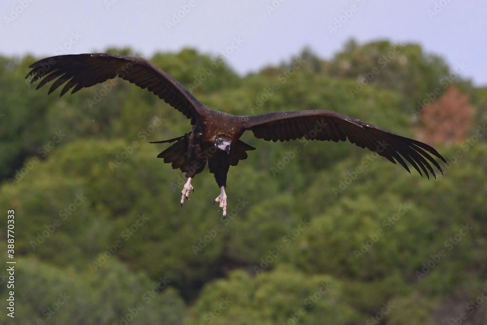 Obraz premium Cinereous Vulture (Aegypius monachus) in Sierra Morena (Spain)