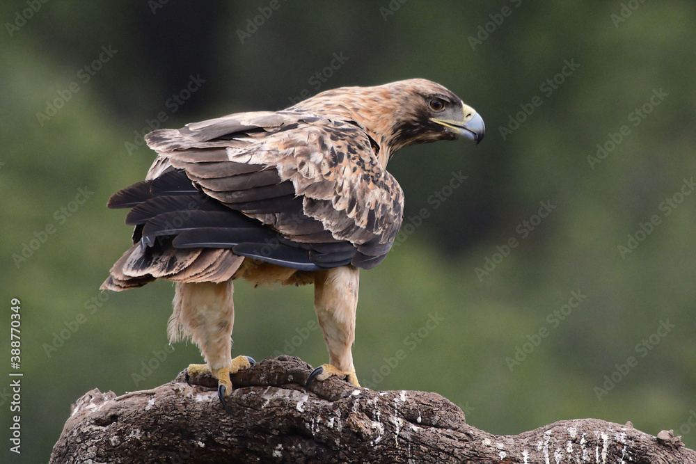 Fototapeta premium Juvenile Spanish Imperial Eagle (Aquila adalberti) in Sierra Morena (Spain)