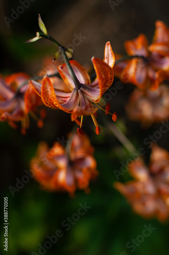 Orange Tiger Lilly flower on a blurred floral background with space for text. Lilium lancifolium, Lilium tigrinum.