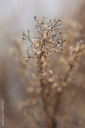 Macro photos of dried flowers in the winter.