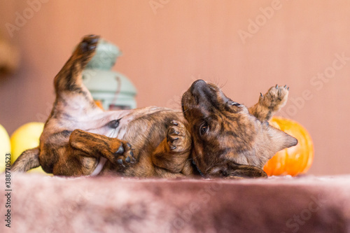 Funny brindle dachshund puppy laying around