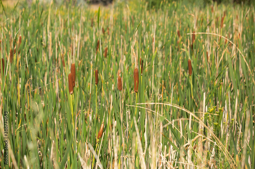 Field of green and tan cattail plants pattern texture