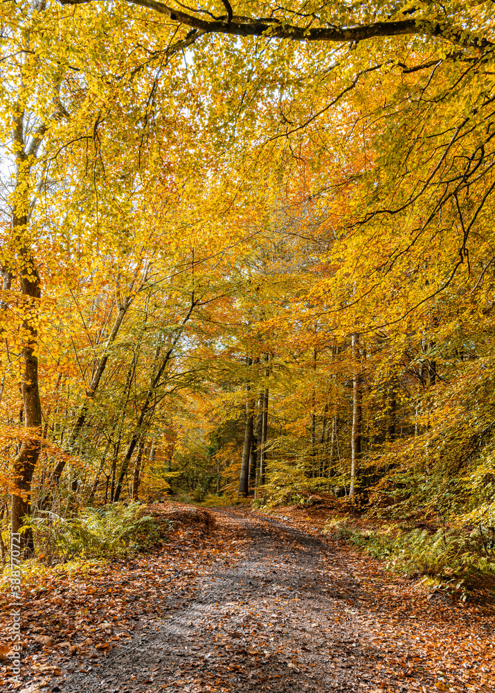 Woodland Muddy Footpath in Autumn