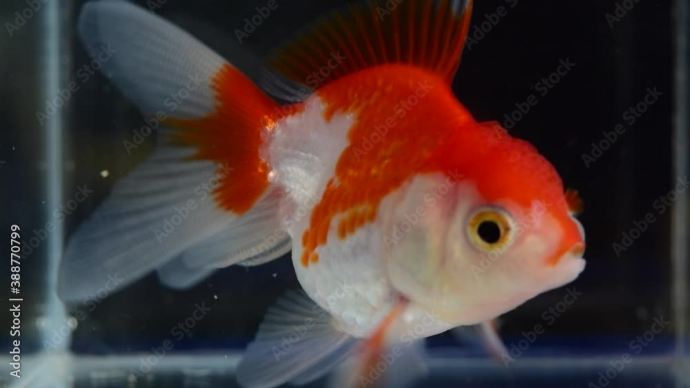 Round fat goldfish swimming in a glass jar. Round fat goldfish swimming in a glass jar.