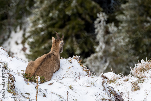 young ibex in first snow in front of forest photo