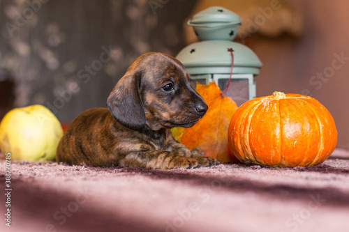 Brindle dachshund puppy in autumn still-life with lantern photo