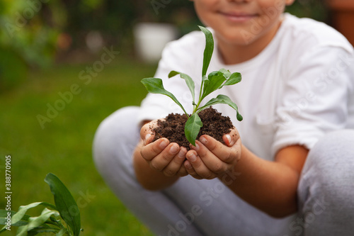 Little boy planting a flower to the soil. Selective focus on the plant.