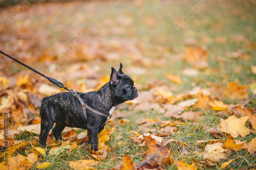 Black french bulldog puppy are standing in a park, autumn leaves in the background.