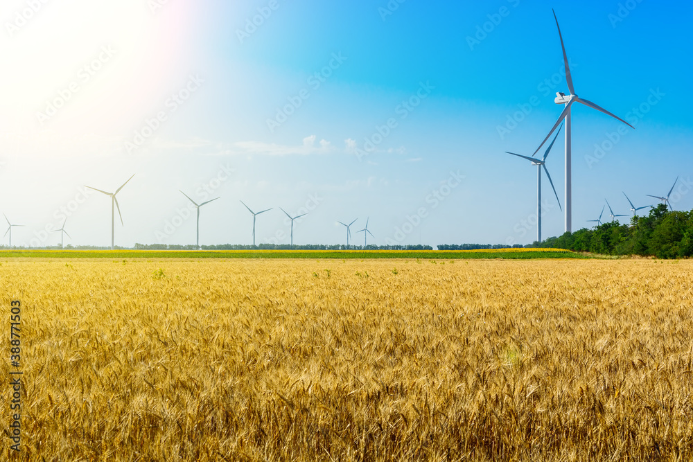 Wheat field and eco power, wind turbines
