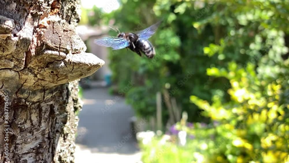 Violett Flügelige Holzbiene fliegt in Zeitlupe zu ihrer Brutröhre