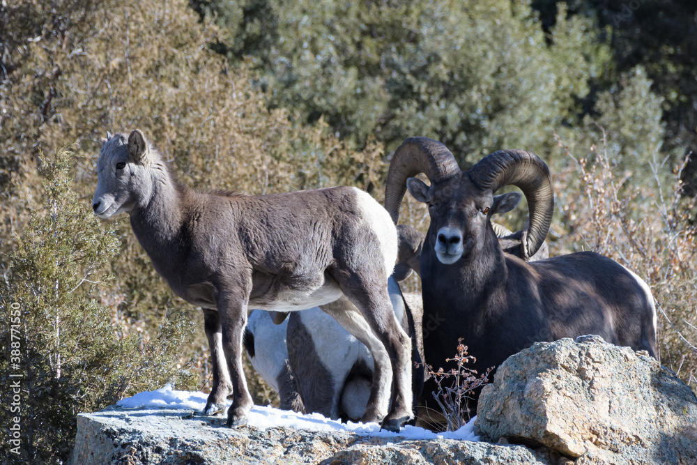 Naklejka premium Colorado Rocky Mountain Bighorn Sheep