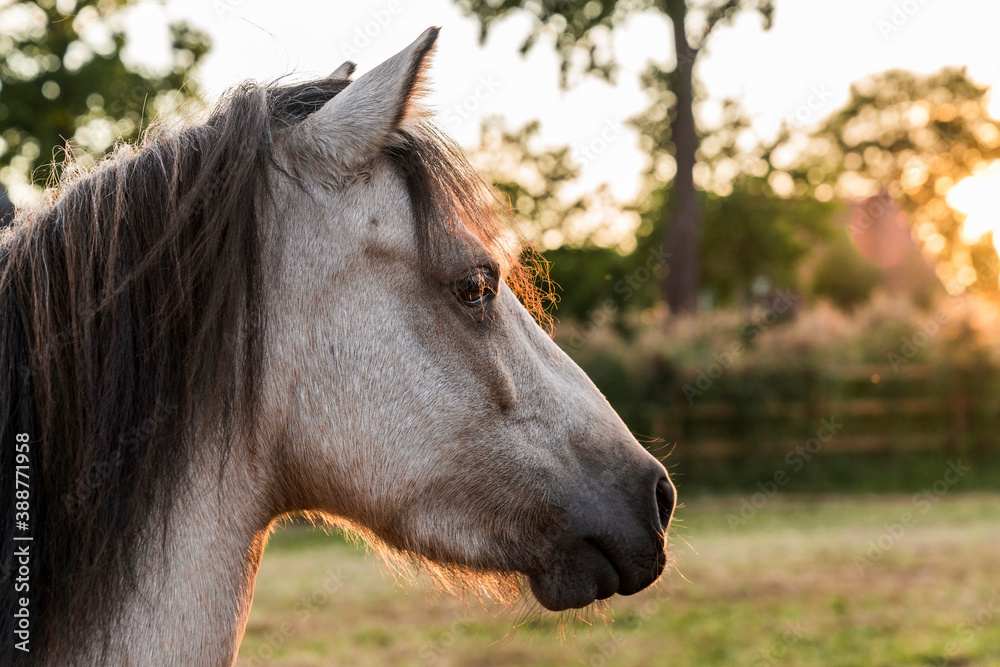 Obraz premium Little buckskin pony covered in the orange light from the sunset