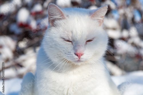 cat in snow on a foggy winter morning