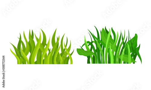 Lush Grass Blades with Narrow Leaves as Growing Plant Vector Set