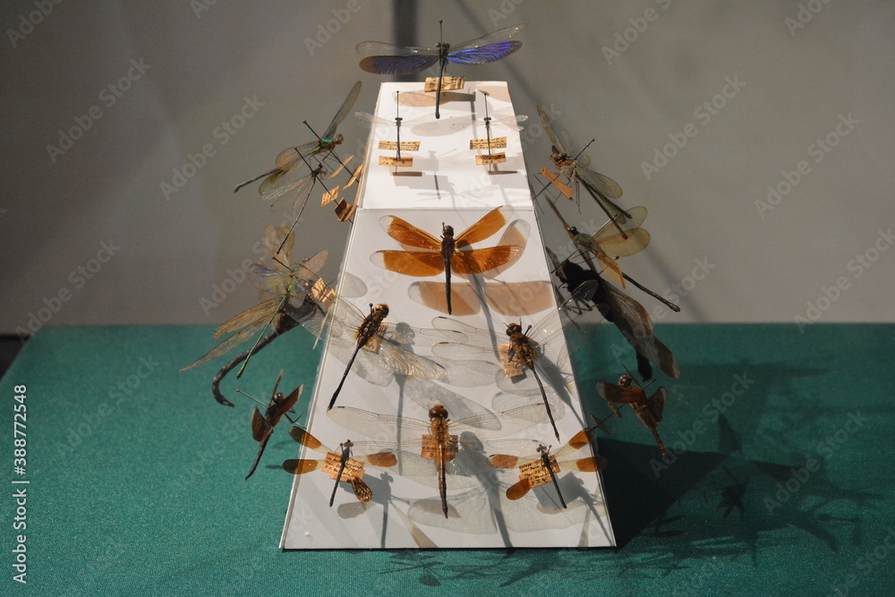 National museum of natural history dragonflies and damselflies in ...