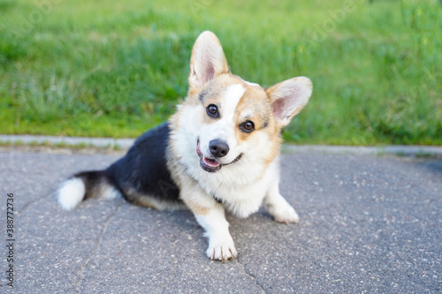 Corgi dog smile and happy in summer day. © marozzau