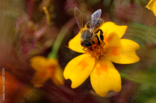 Honeybee insect pollinating, elegant flower as a background