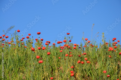 flowers