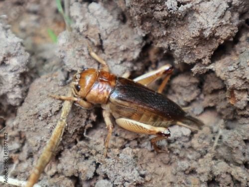 Close-up of Short tailed cricket on the ground. photo