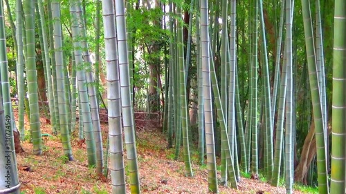 孟宗竹の竹林　固定撮影