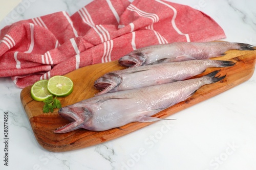 Fresh sea fish Bombay duck or Bombil and ingredients for cooking, green coriander, curry leaves, and garlic. marble background top view. Copy space