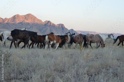 A beautiful herd of horses grazing in the steppe. © Сергей Дудиков