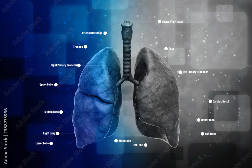 © deepagopi2011 - Healthy Human Lungs 3d illustration © deepagopi2011 - Healthy Human Lungs 3d illustration