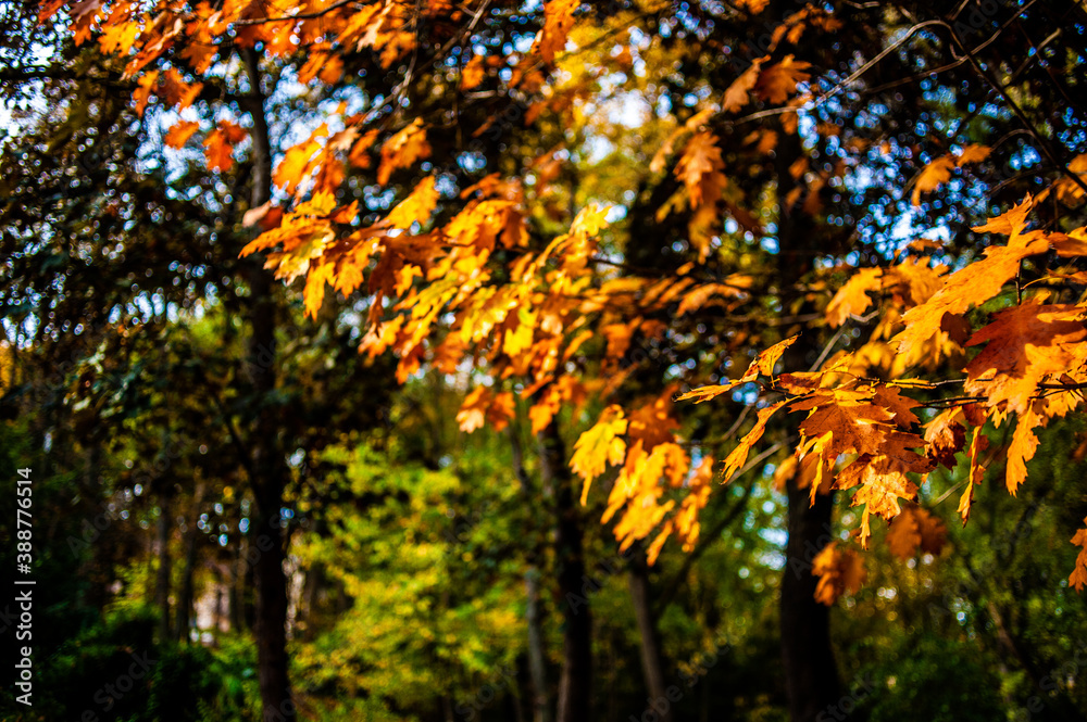Bright autumn leaves in the natural environment. Fall trees, yellow orange nature background Bright autumn leaves in the natural environment. Fall trees, yellow orange nature background