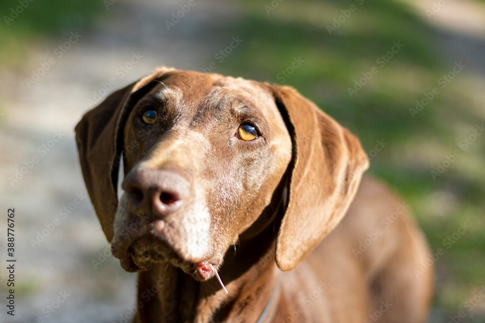 Beautiful Brown German Shorthaired Pointer
