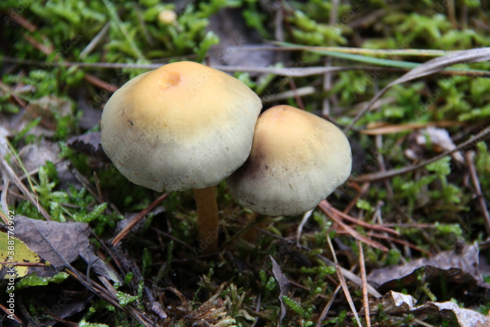 herbst herbst