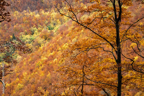 autumn landscape with golde...