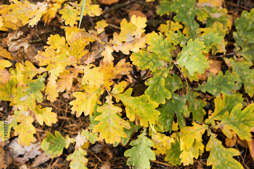 Brown colorful oak leaves fallen on the forest floor