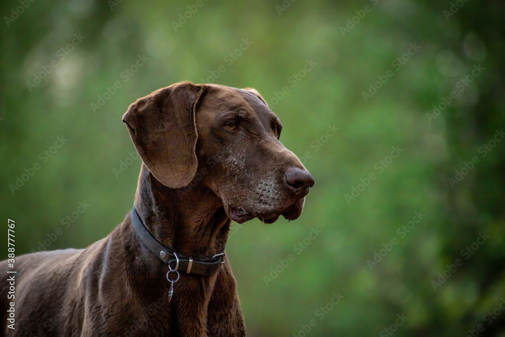 Beautiful Brown German Shorthaired Pointer