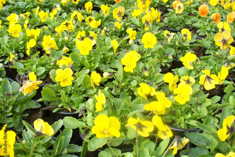 Flower Flower