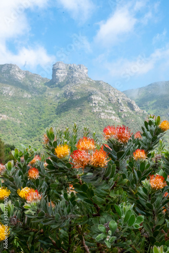 Proteen sind die Nationalblumen Südafrikas